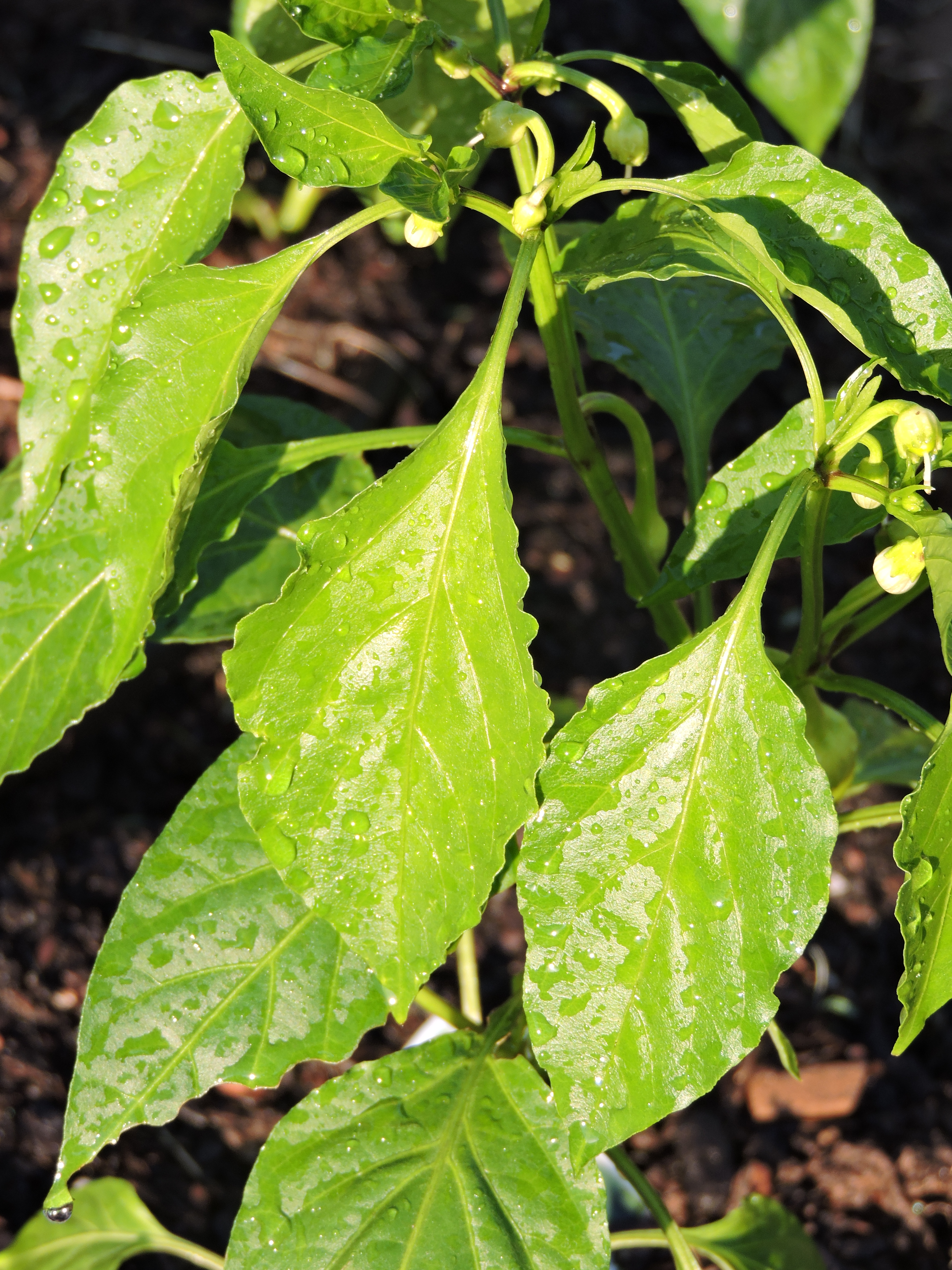 A variety of pepper plants grow in the front yard of Van Pelt's Ringgold home.