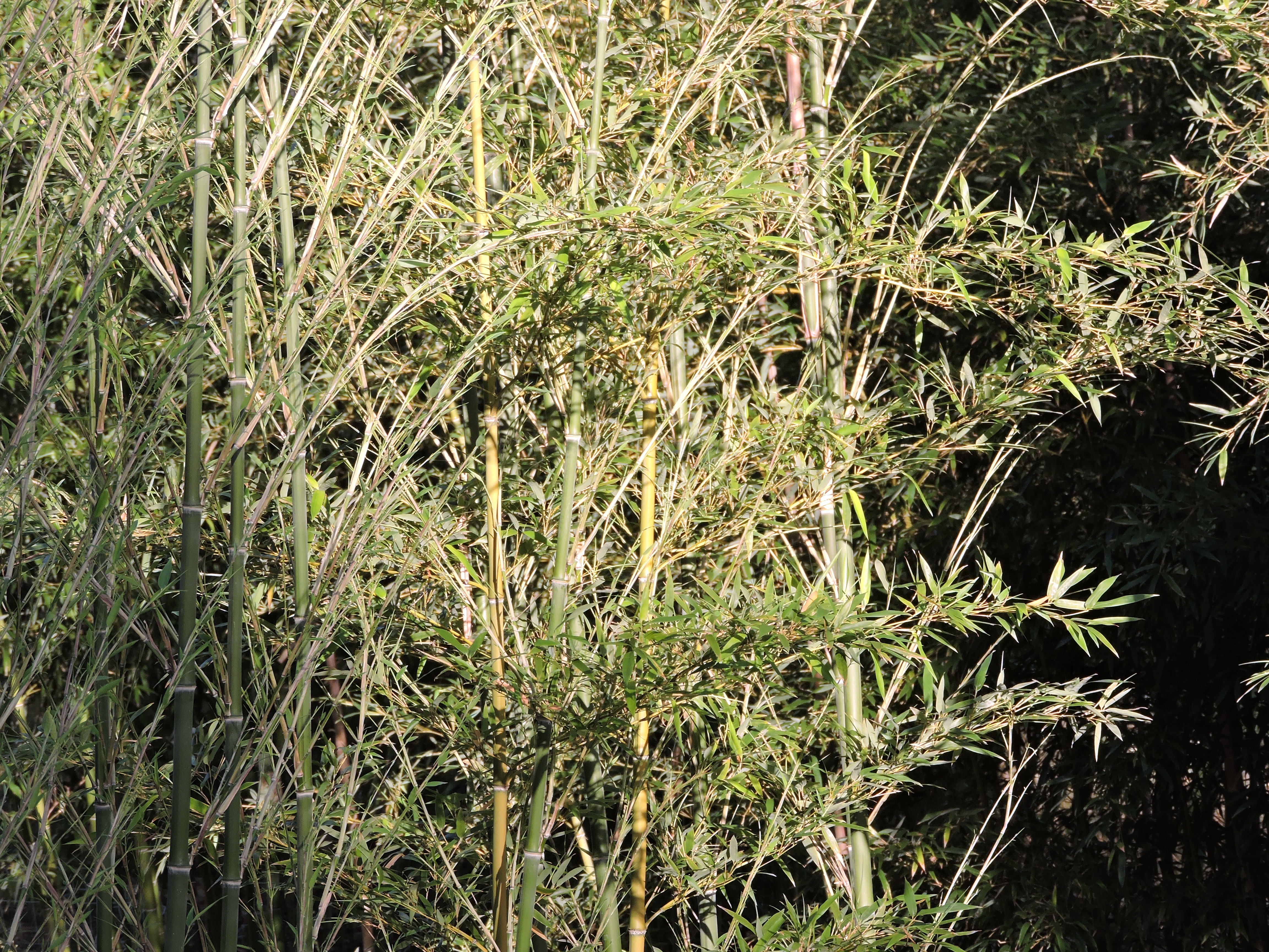 The bamboo growing in Van Pelt's side yard helps showcase how far his garden has come in five years.