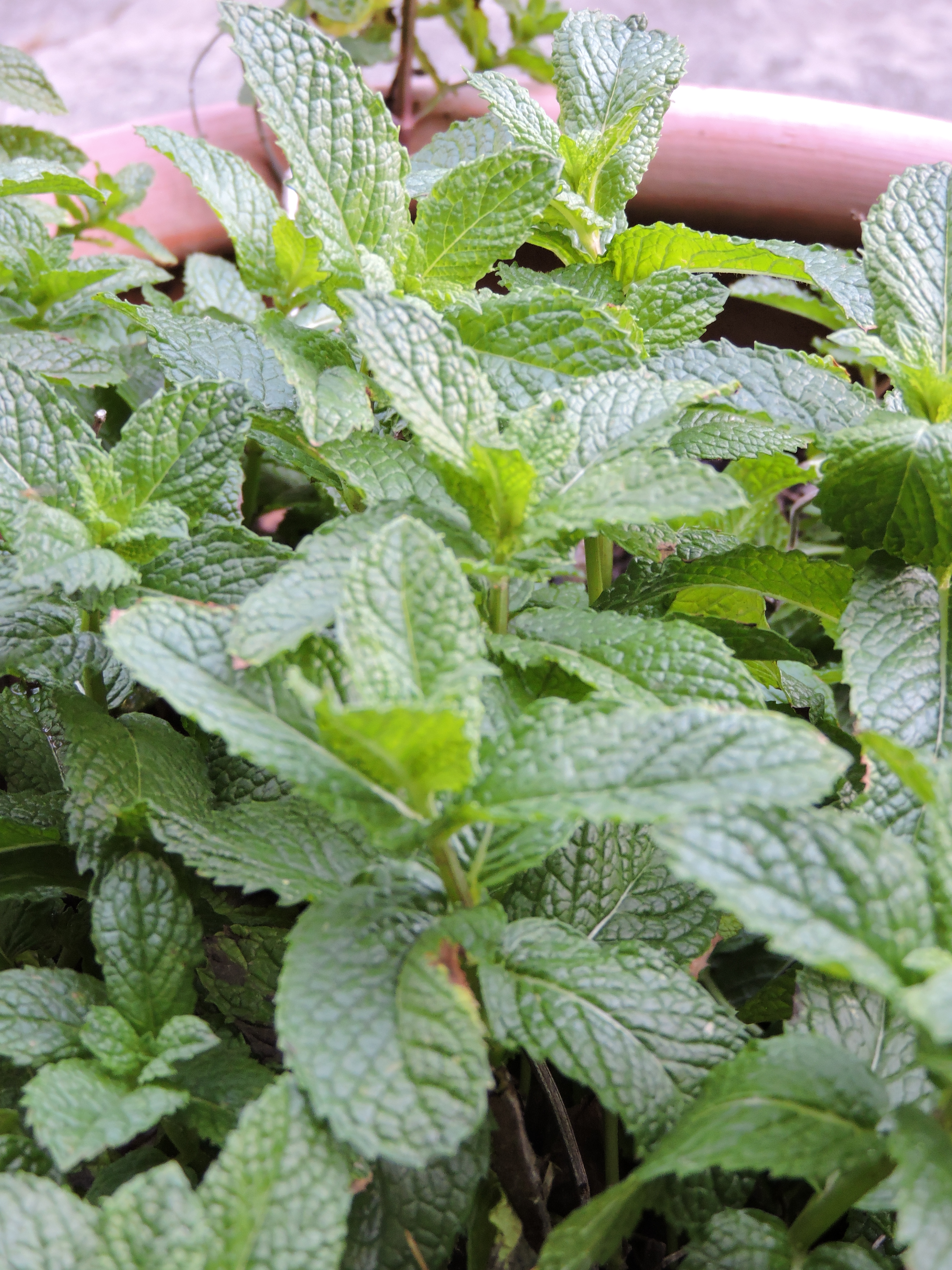 Kentucky Colonel is another kind of mint which Van Pelt is growing in his yard.