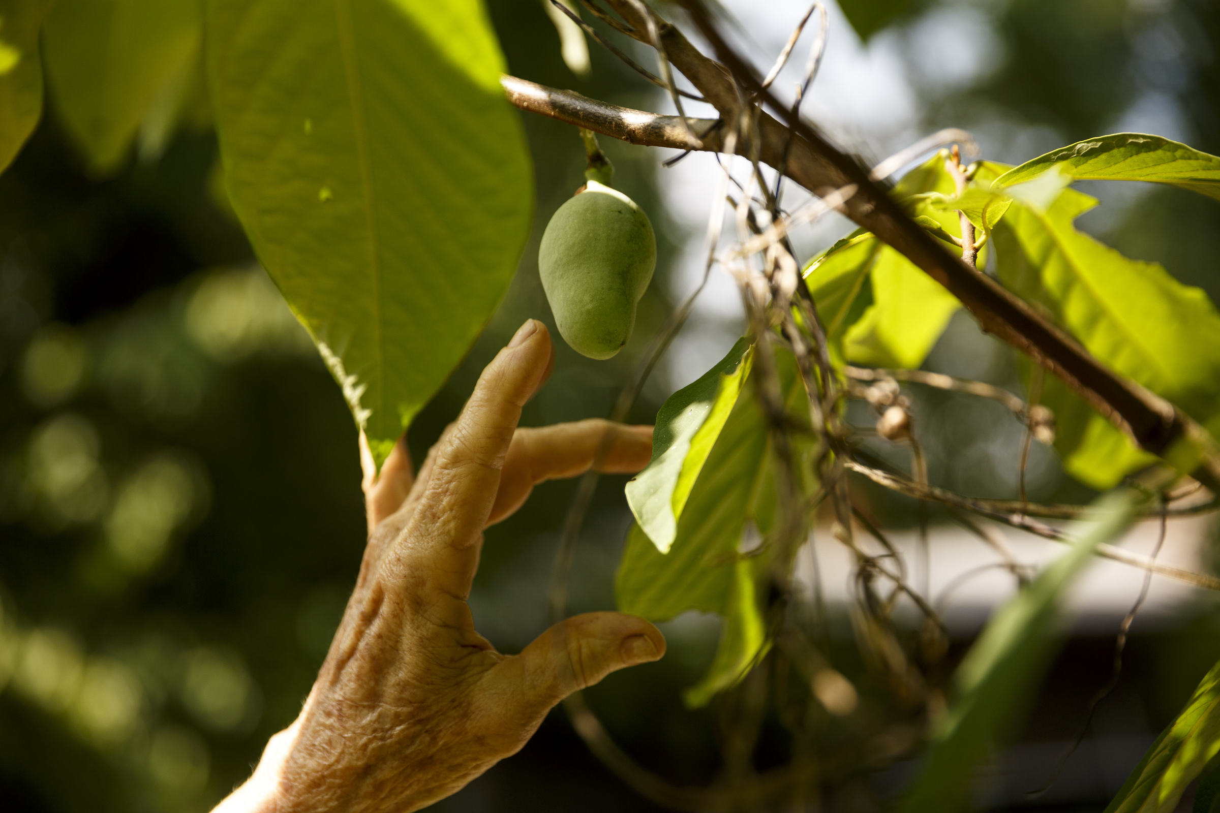 Carol Kimmons indicates a pawpaw fruit growing in a garden at the Sequatchie Valley Institute on Wednesday, June 22, 2016, in Whitwell, Tenn. The nonprofit has completed a new pair of self-guided nature trails which are available to the public on the weekends.