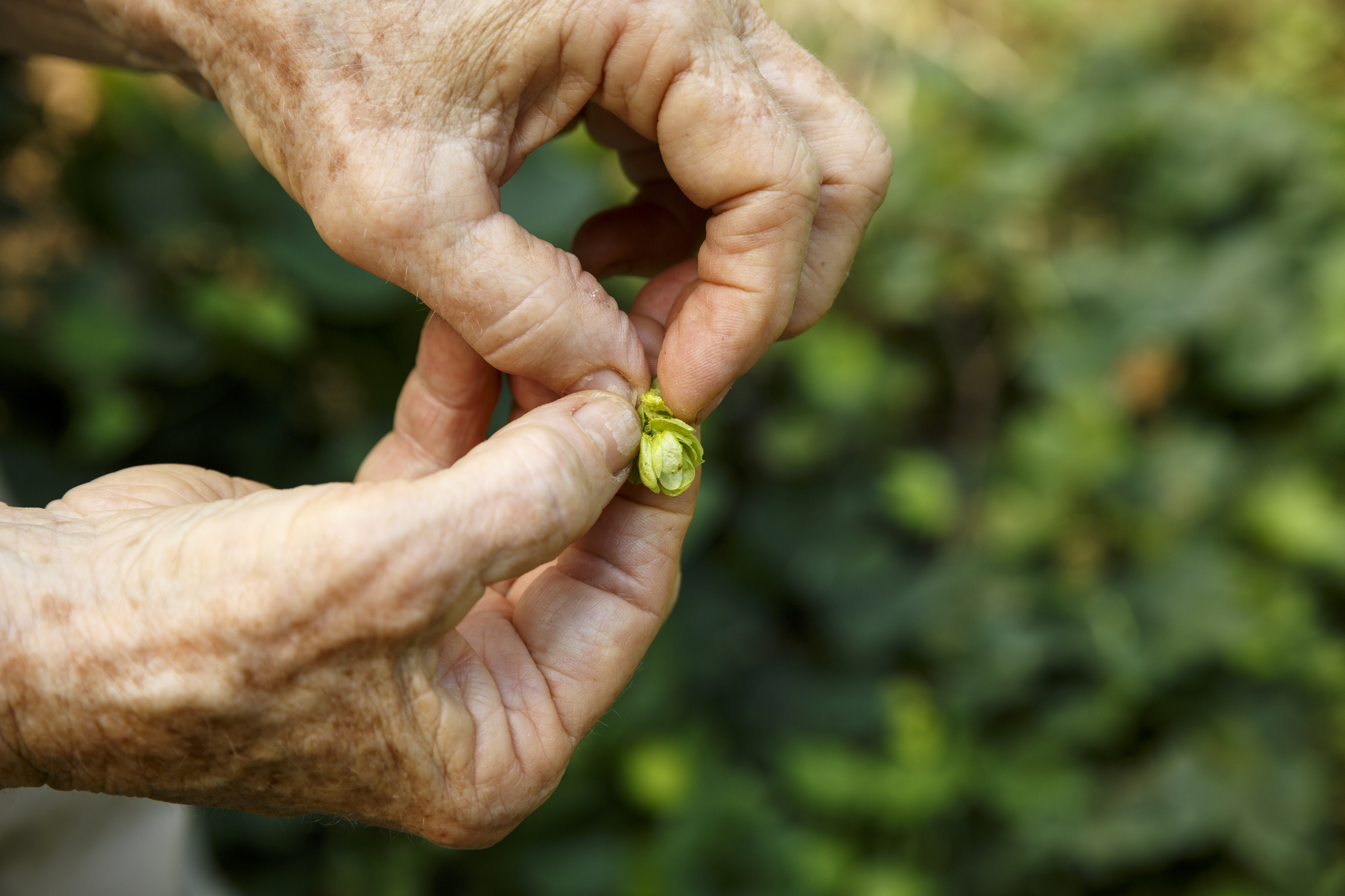 Carol Kimmons opens a bud from a hops plant at the Sequatchie Valley Institute on Wednesday, June 22, 2016, in Whitwell, Tenn. The nonprofit has completed a new pair of self-guided nature trails which are available to the public on the weekends.