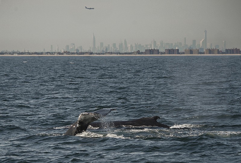 
              In this Sept. 28, 2014 photo provided by the Wildlife Conservation Society, two humpback whales dive inside what is called the New York Bight, with the New York City skyline in the background. Scientists have deployed a high-tech acoustic buoy in the Bight 22 miles off the coast of New York's Fire Island to monitor several species of great whales in "near real-time. The high-tech acoustic device will eavesdrop on the songs of the whales to better understand and safeguard their movements near two busy shipping lanes entering New York Harbor.
 (Julie Larsen Maher/Wildlife Conservation Society via AP)
            