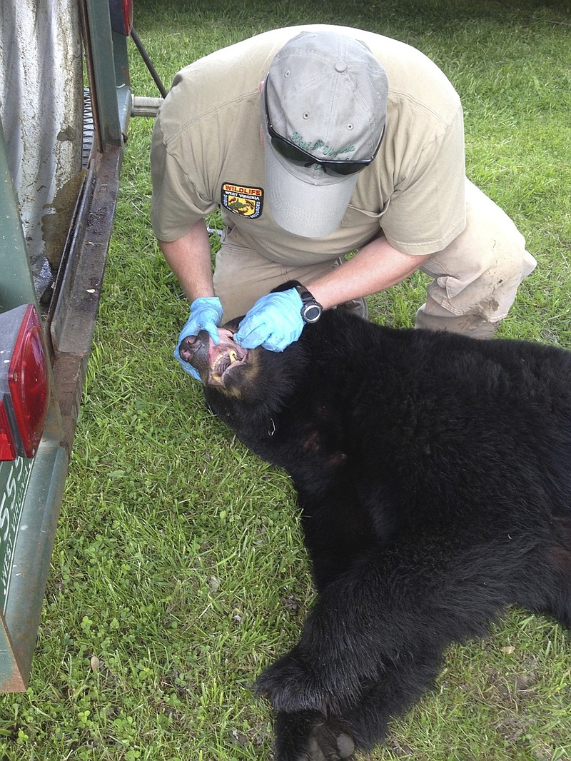 West Viriginia Department of Natural Resources biologist Colin Carpenter examines a 305-pound black bear.