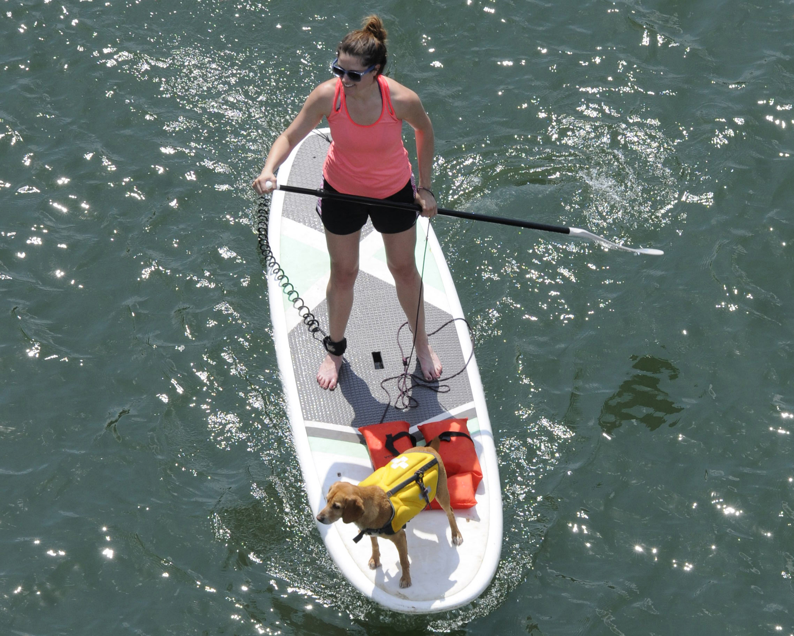 Riding a stand up paddle board, Opie, in life jacket, stands on the bow as his owner A.J. Anglam paddles up river Monday beneath the Market Street Bridge.