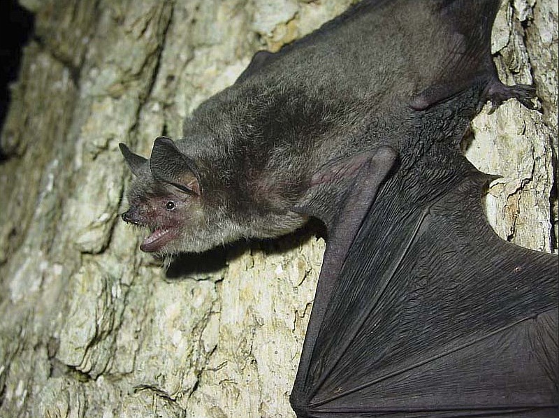A female gray bat is shown in Monroe County, Kentucky.