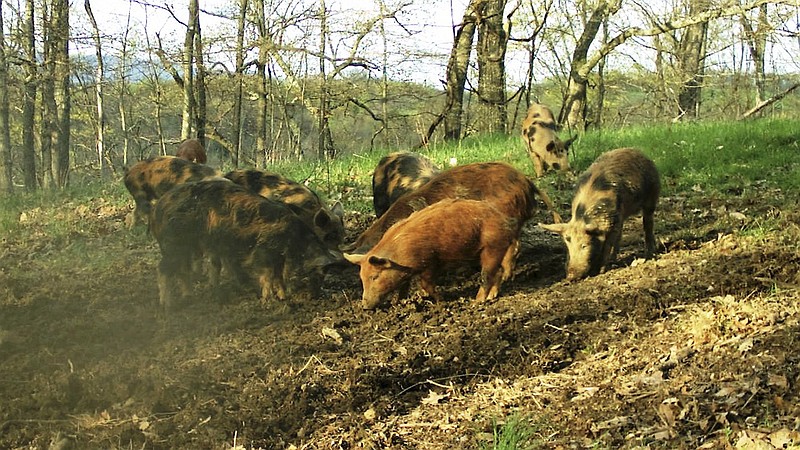 Many state wildlife departments are taking the stance that recreational hunting of feral hogs actually hurts the effort of trying to eliminate these pests.