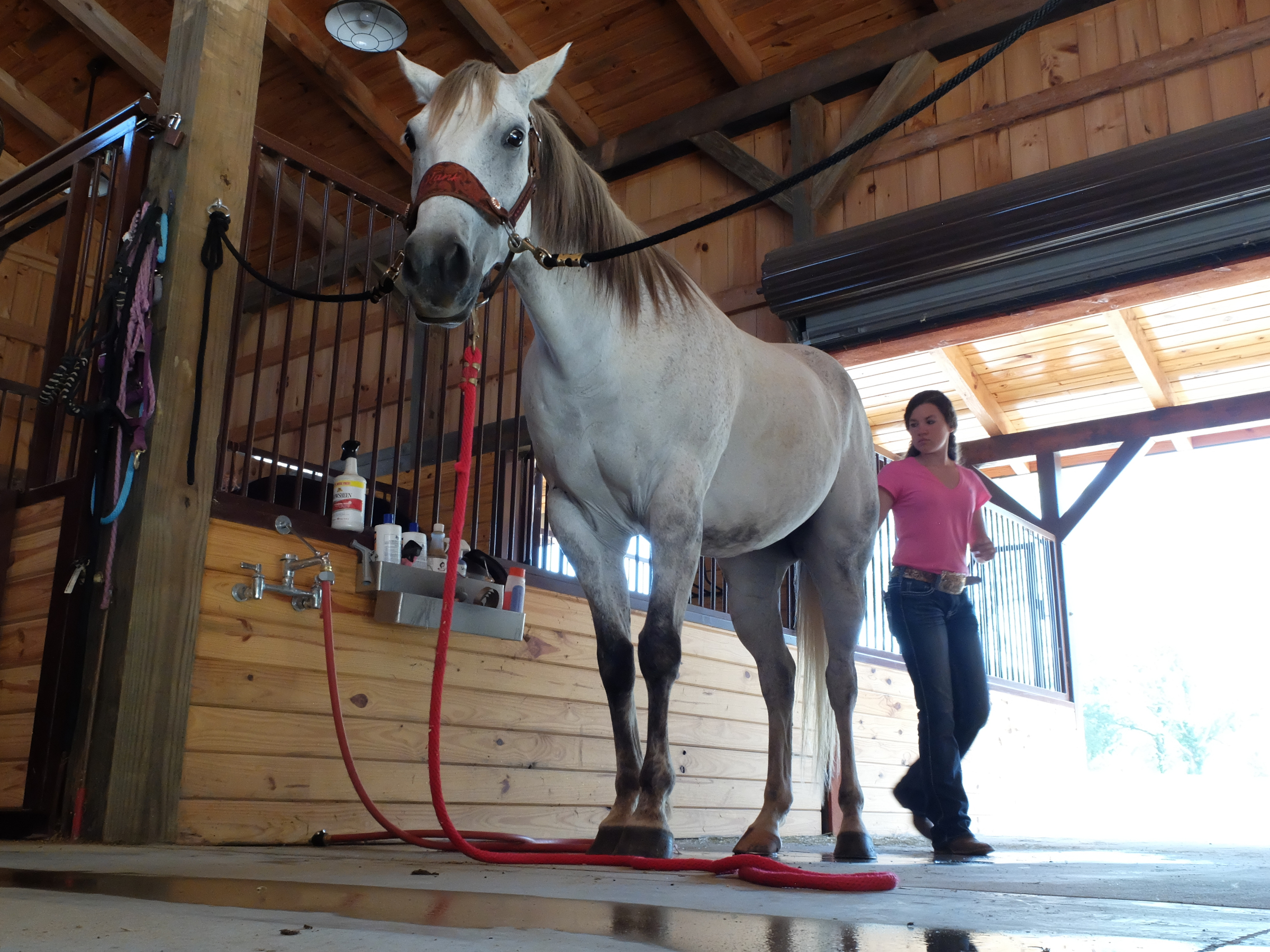 Holli Covey, 14, prepares her horse, Hank, for barrel racing practice. As a freshman at Notre Dame High School, Holli won the Georgia State High School Barrel Racing championship in May.