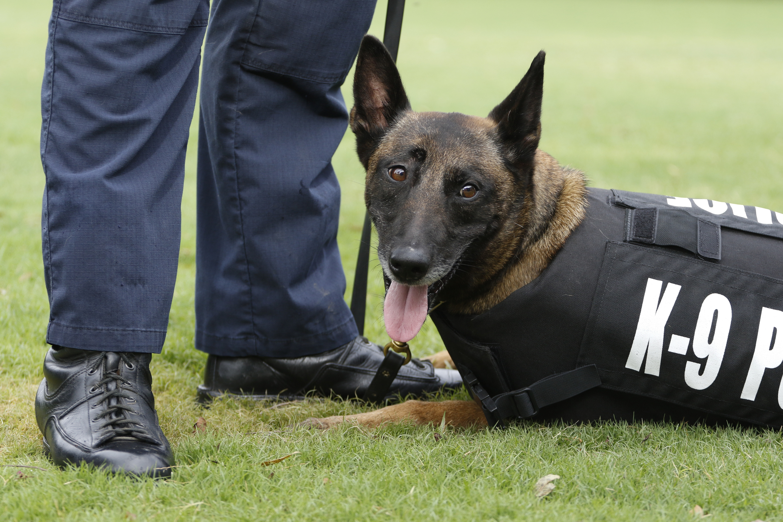 Staff Photo by Dan Henry / The Chattanooga Times Free Press- 7/11/16. Hamilton County Sheriff Department K9 Handler William Johnson demonstrates how a bullet proof vest is worn by his K9 "Maly" after a press conference at the Tennessee Riverpark announcing that twelve new bullet proof vests have been purchased by the Miller Family Foundation for local area K9 law enforcement officers.