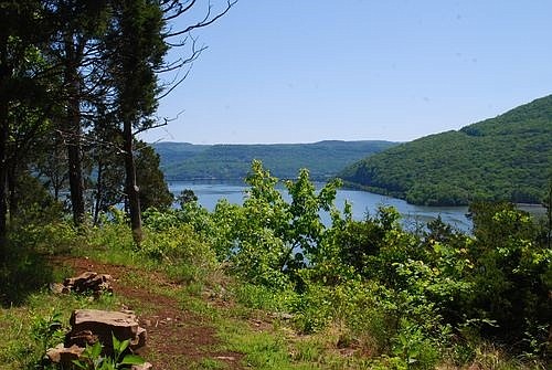 Little Cedar Mountain Small Wild Area in Jasper, Tenn., will be the site of an open-to-the-public TVA BioBlitz with Discover Life in America scientists on Saturday, July 16.