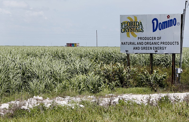 
              In this, Monday, July 11, 2016 photo, sugar cane fields border a roadway in South Bay, Fla. The massive algae outbreak that recently caked parts of Florida's St. Lucie River with guacamole-thick sludge is just the latest in an annual parade of such man-made afflictions. Chasing dollars, developers and their governmental allies broke up nature's flow that used rivers, Lake Okeechobee and the Everglades to move water south from central Florida to the Florida Bay at the peninsula's tip. U.S. Sugar in 2008 struck a deal with Gov. Charlie Crist, Rick Scott's predecessor, to sell 300 square miles of land to the state for $1.7 billion and go out of business, but the economy tanked, the state ran low on money, legislators balked and the company changed its mind. Only 42 square miles was purchased for $197 million.  (AP Photo/Wilfredo Lee)
            