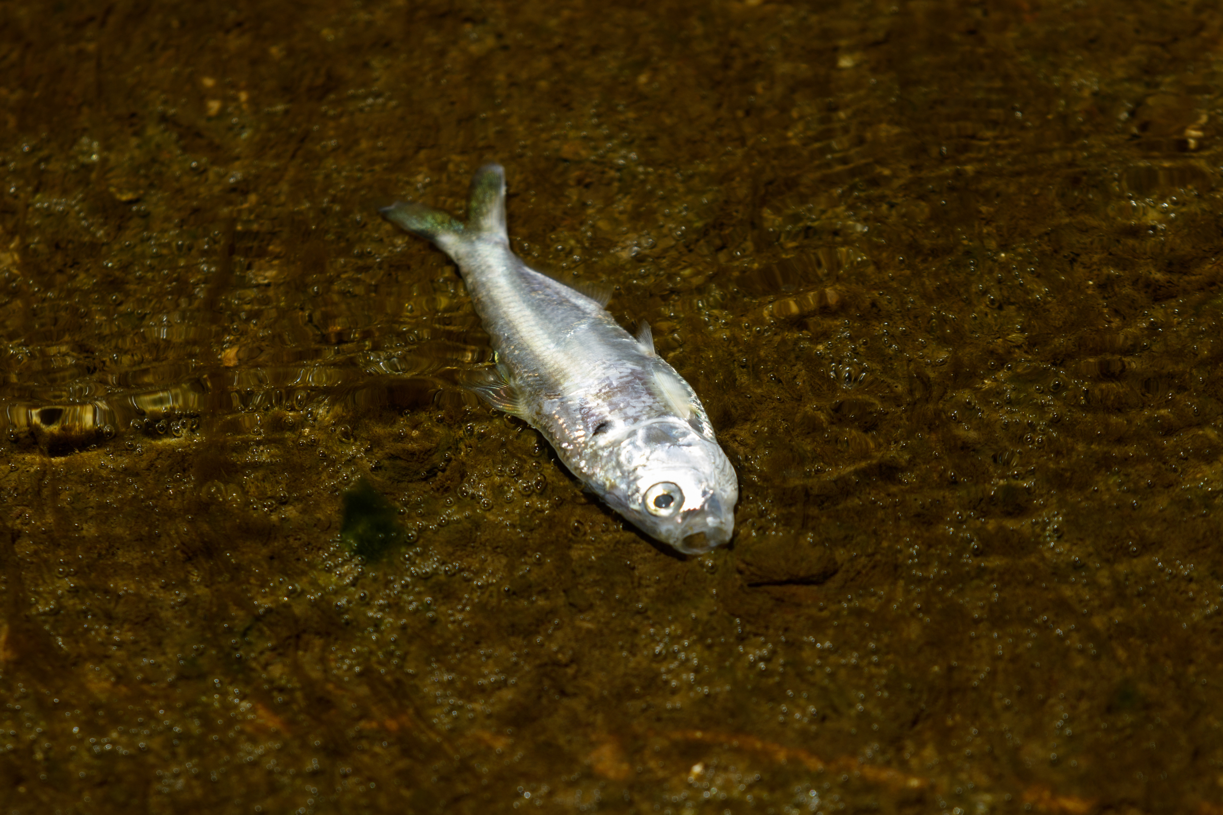 A dead fish floats in the dewatered Chickamauga Lock at the Chickamauga Dam on Wednesday, July 20, 2016, in Chattanooga, Tenn. The lock is being dewatered for routine maintenance checks.