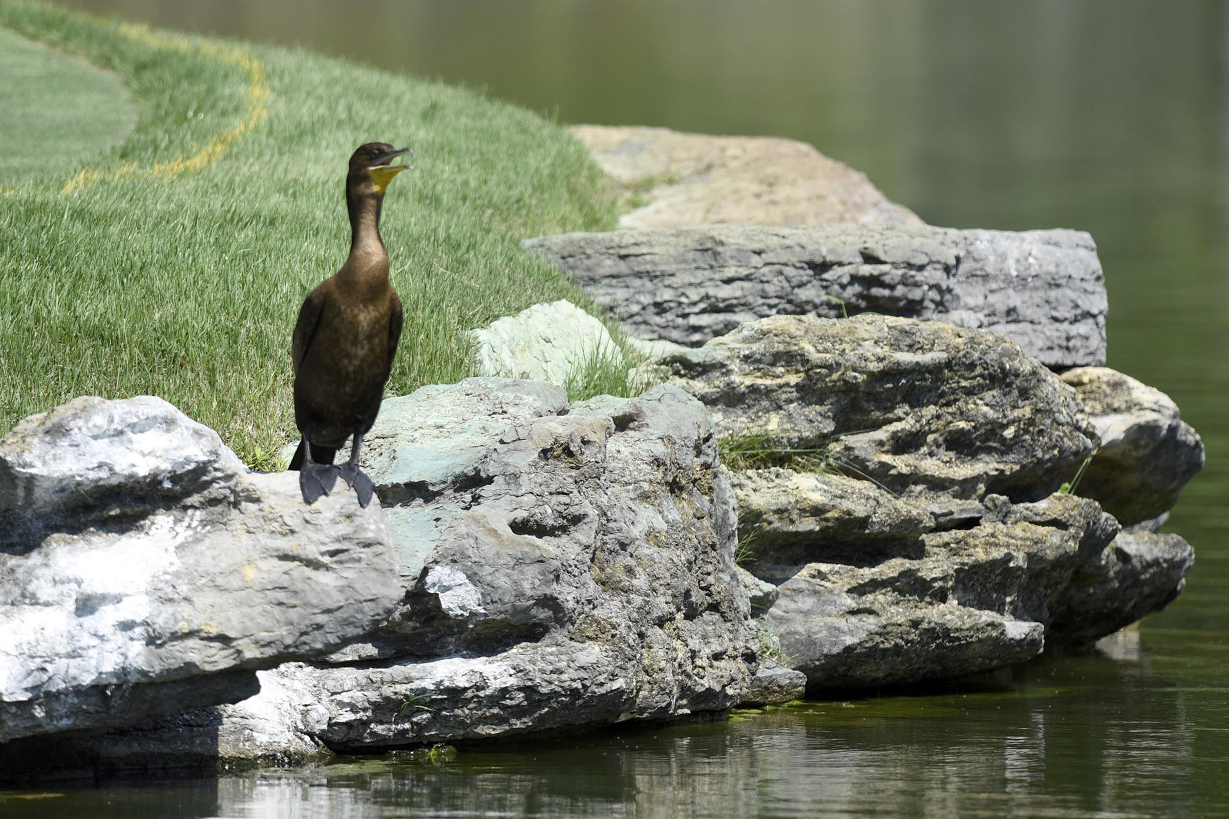 A double-crested cormorant suns itself on the rocks by the 16th green. The third day of the 69th U.S. Junior Amateur Championship was held at the Honors Course in Ooltewah, Tennessee, Wednesday July 20, 2016.