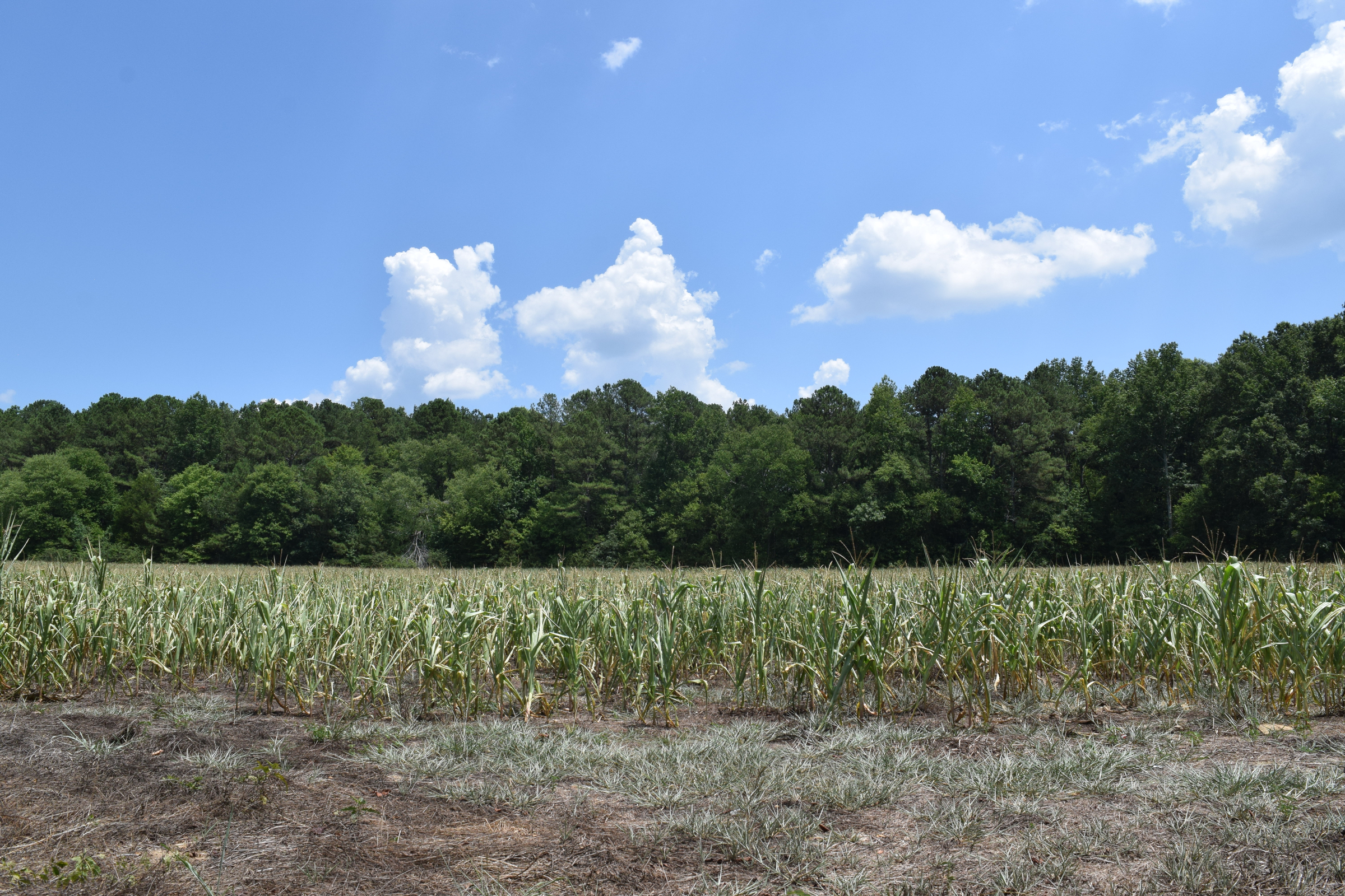 The corn crop on farms in Walker County, Ga., has been stunted by extreme drought conditions spanning the tri-state area around Chattanooga. This corn, less than three feet tall, should be as tall as the farmer who planted it.