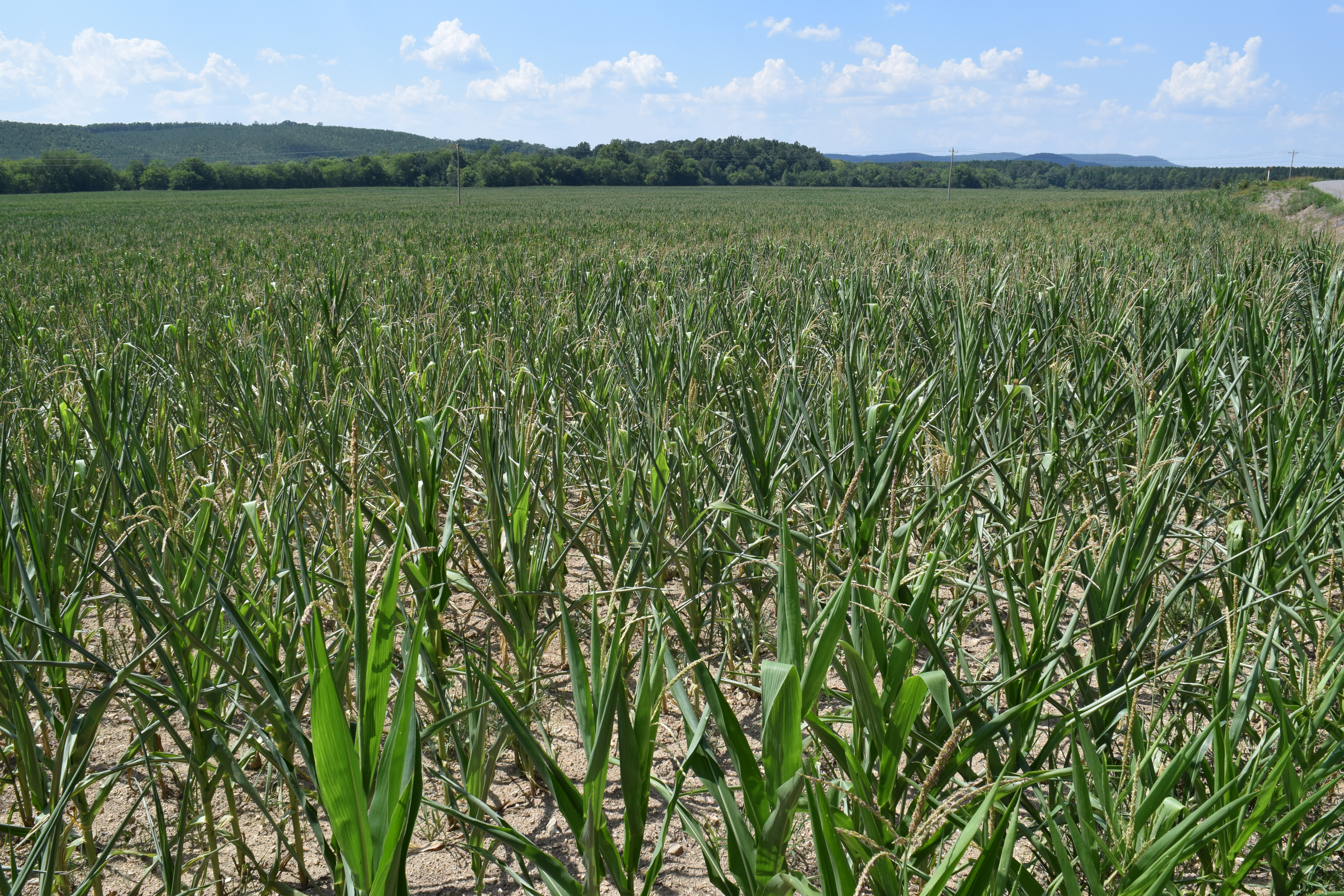 The corn crop on farms in Walker County, Ga., has been stunted by extreme drought conditions spanning the tri-state area around Chattanooga.