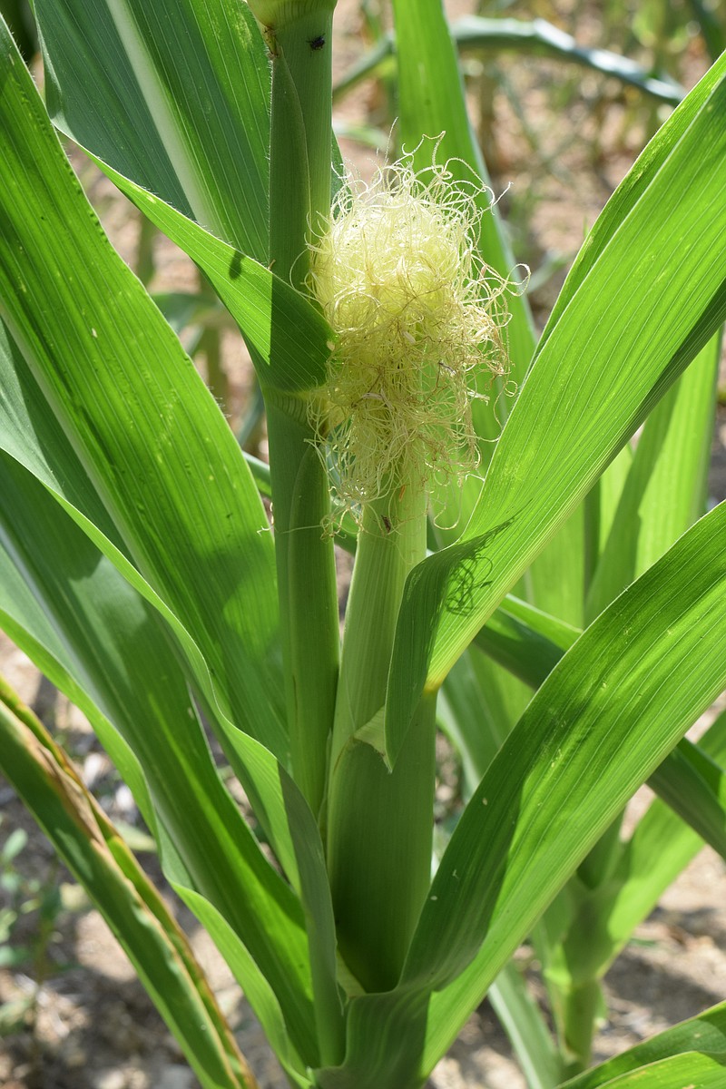 The corn crop on farms in Walker County, Ga., has been stunted by extreme drought conditions spanning the tri-state area around Chattanooga. Here, a tiny ear of corn poke out from corn stalk less then three feet tall.