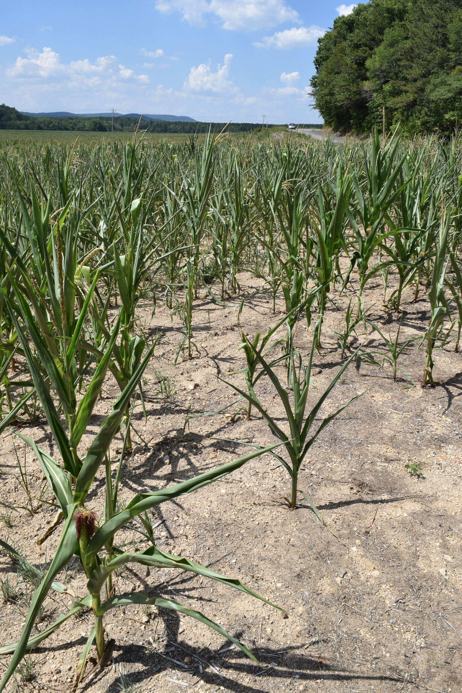 The corn crop on farms in Walker County, Ga., has been stunted by extreme drought conditions spanning the tri-state area around Chattanooga. These corn stalks should be at least head-high with at least two ears of corn.