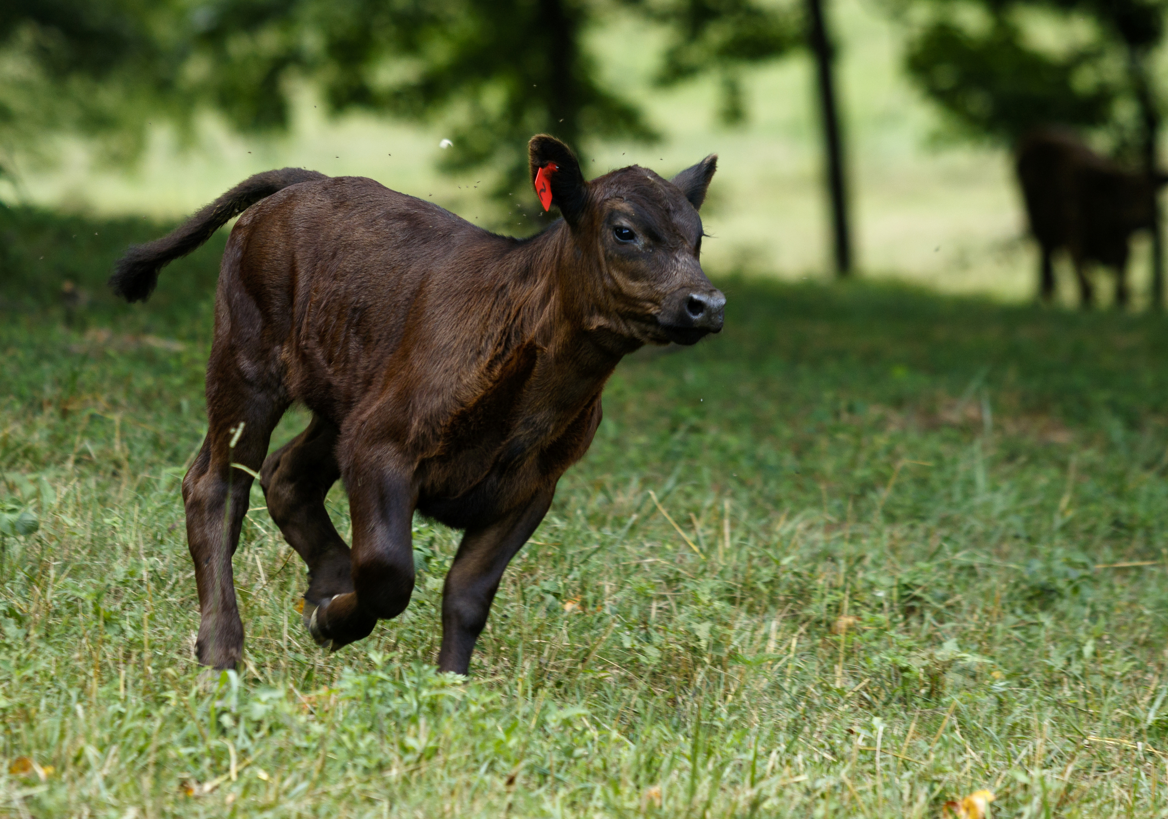 A calf moves with the herd into one of Jim Burton's hay fields, which he would normally allow to grow this time of year, at at his farm on Thursday, July 21, 2016, in LaFayette, Ga. Burton says that the ongoing drought has forced him to graze cattle in fields he would normally save for next year, and while he would normally be selling his hay to customers, he has only just enough to last his own farm through the winter.