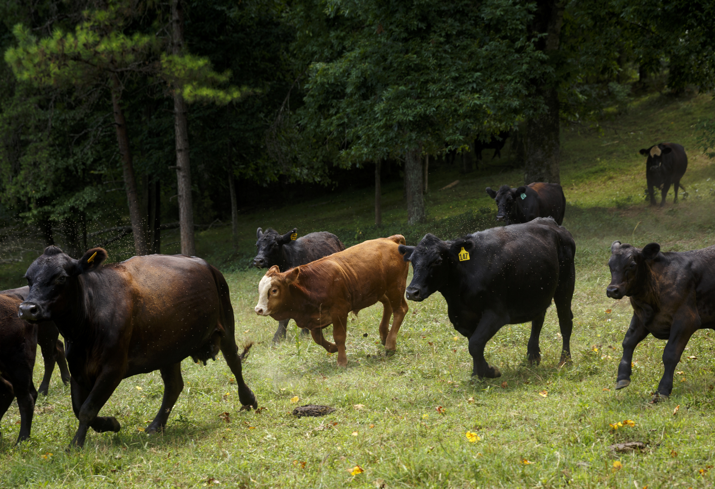 Cattle are moved into one of Jim Burton's hay fields, which he would normally allow to grow this time of year, at at his farm on Thursday, July 21, 2016, in LaFayette, Ga. Burton says that the ongoing drought has forced him to graze cattle in fields he would normally save for next year, and while he would normally be selling his hay to customers, he has only just enough to last his own farm through the winter.