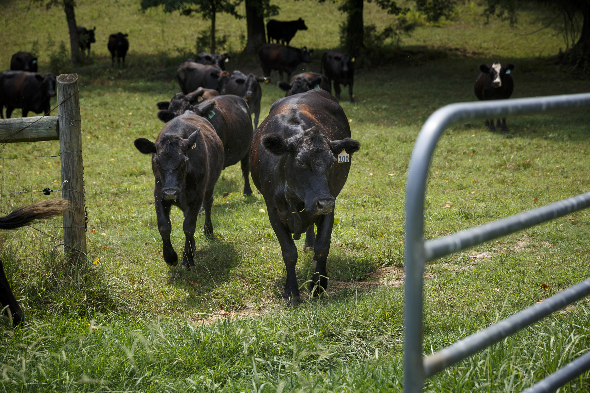 Cattle are moved into one of Jim Burton's hay fields, which he would normally allow to grow this time of year, at at his farm on Thursday, July 21, 2016, in LaFayette, Ga. Burton says that the ongoing drought has forced him to graze cattle in fields he would normally save for next year, and while he would normally be selling his hay to customers, he has only just enough to last his own farm through the winter.
