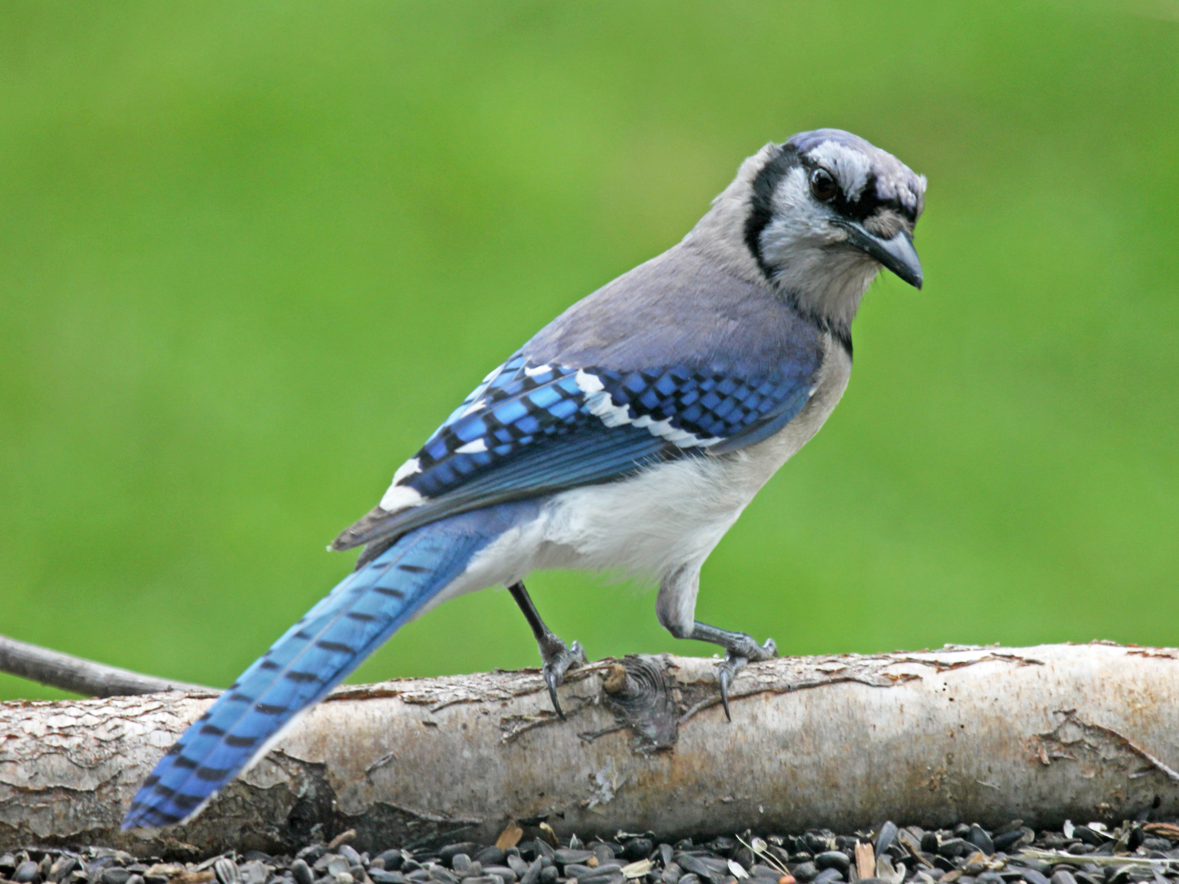 Blue Jay Imitating Red Shouldered Hawk Call 