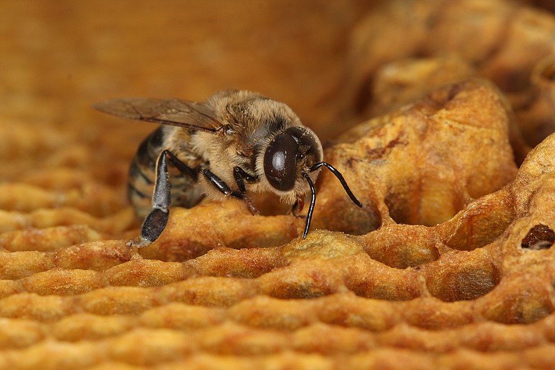 
              In this photo provided by Geoffrey Williams, a drone honey bee emerges from a honeycomb. A new study out of the University of Bern in Switzerland found that the common insecticide neonicotinoid reduces the amount of live sperm in drone honey bees by 39 percent. Honey bee drones’ main job is to inseminate the queen and then they die. (Geoffrey Williams, University of Bern via AP)
            