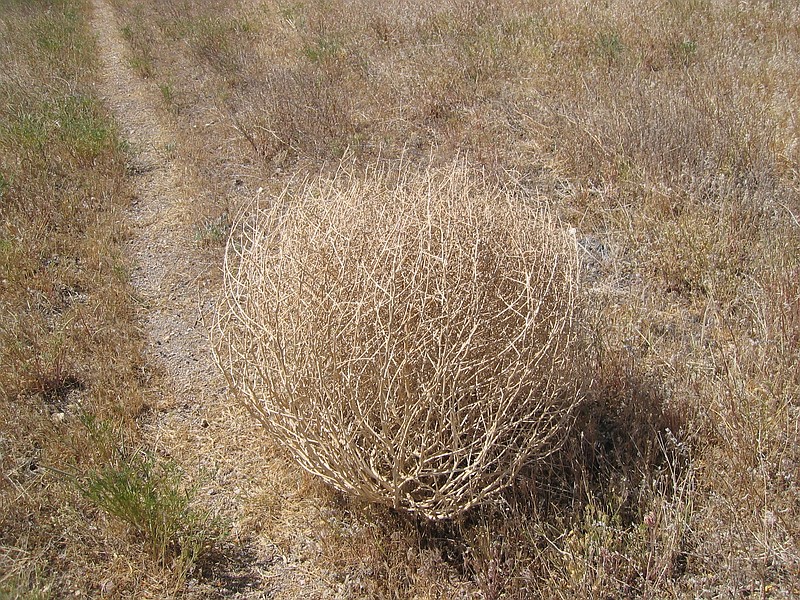 A tumbleweed.