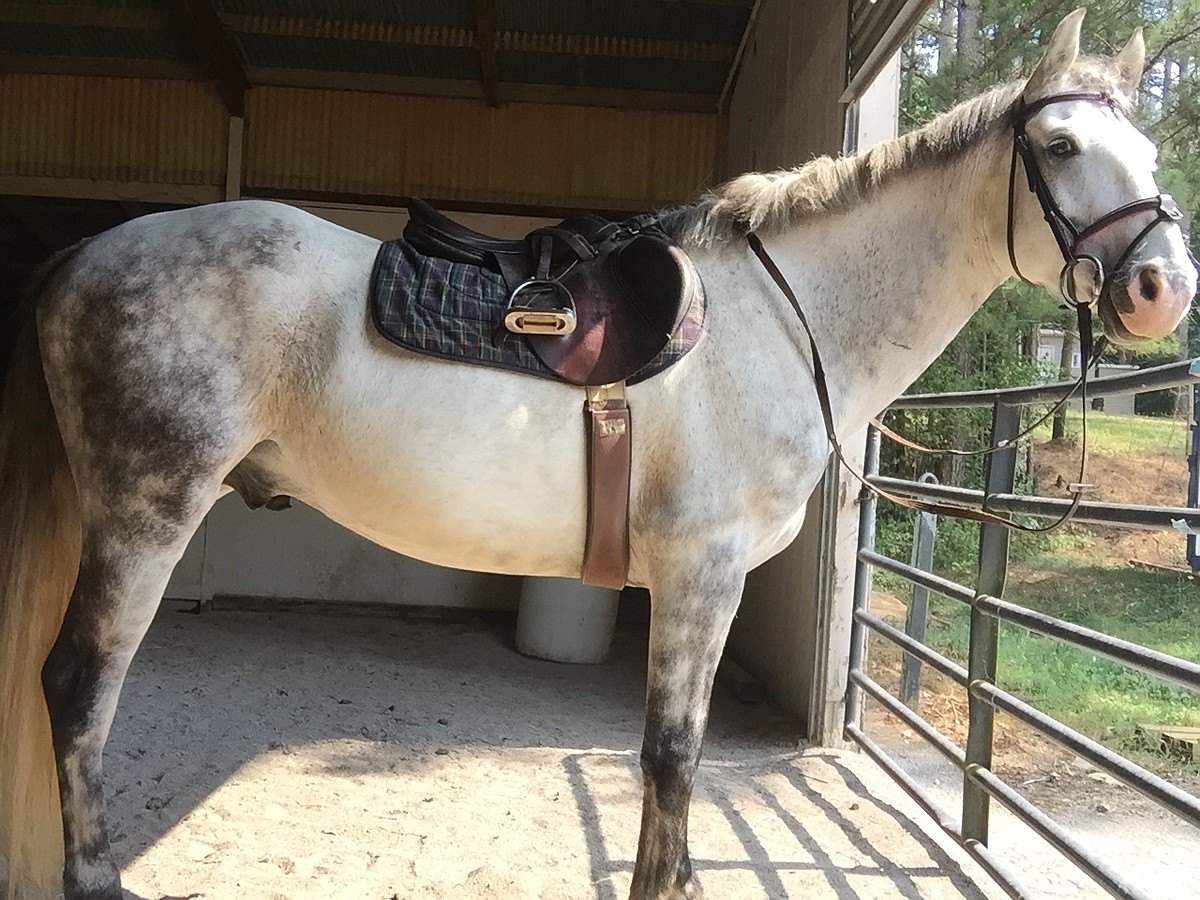 A second chance: Program offers salvation for abused, neglected horses ...