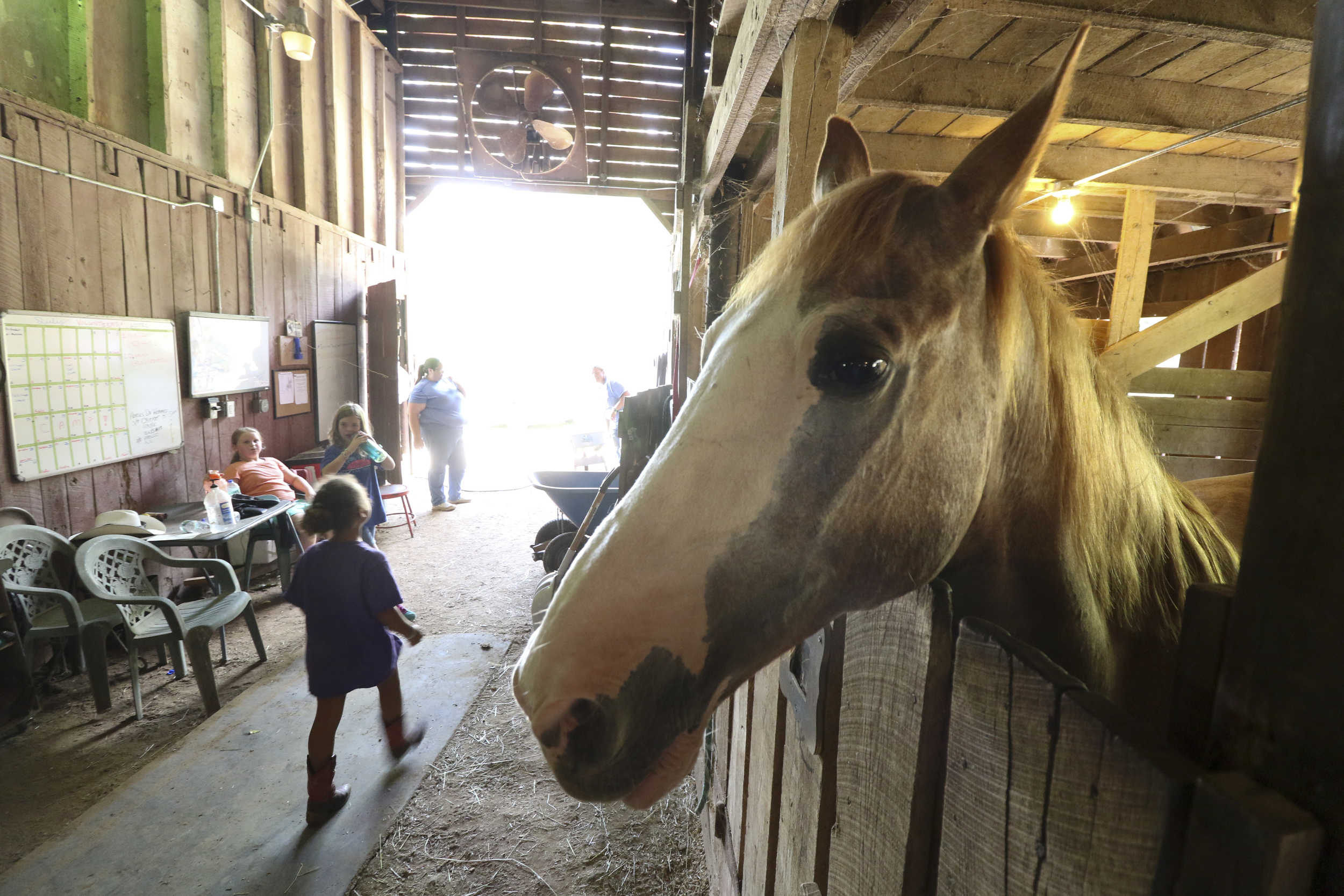 Apollo watches as kids pass.