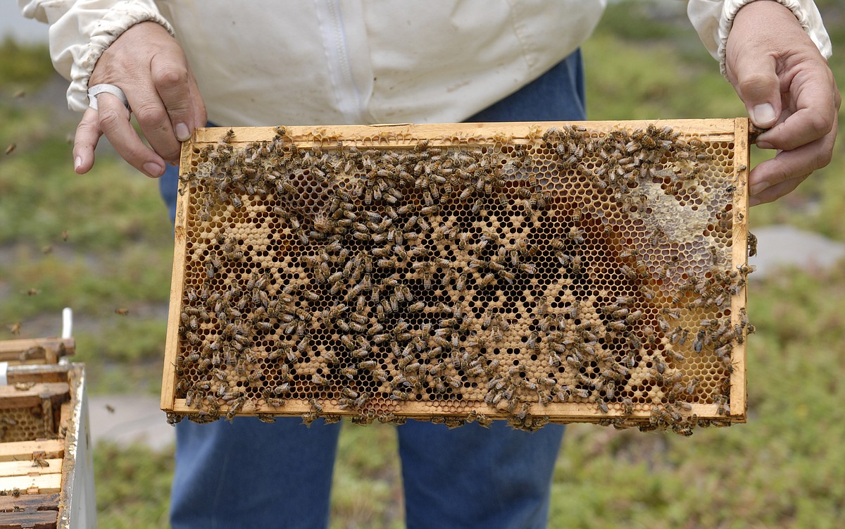 Honey Harvest serves up sweet stuff at Creative Discovery Museum ...