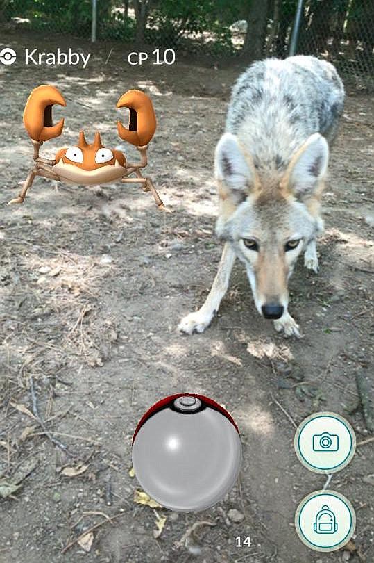 Visitors to Chattanooga Zoo this weekend could see images like this on their cellphones as part of a Pokémon Go promotion.