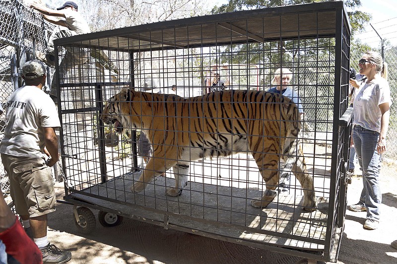 
              Wildlife Waystation staff members return "Tyson," a tiger, who was evacuated from the sanctuary in the Angeles National Forest in the Sylmar area of Los Angeles, on Wednesday, July 27, 2016. About a dozen lions, tigers and cougars returned Wednesday to the sanctuary north of Los Angeles, four days after they were evacuated in the teeth of an advancing wildfire. (AP Photo/Nick Ut)
            