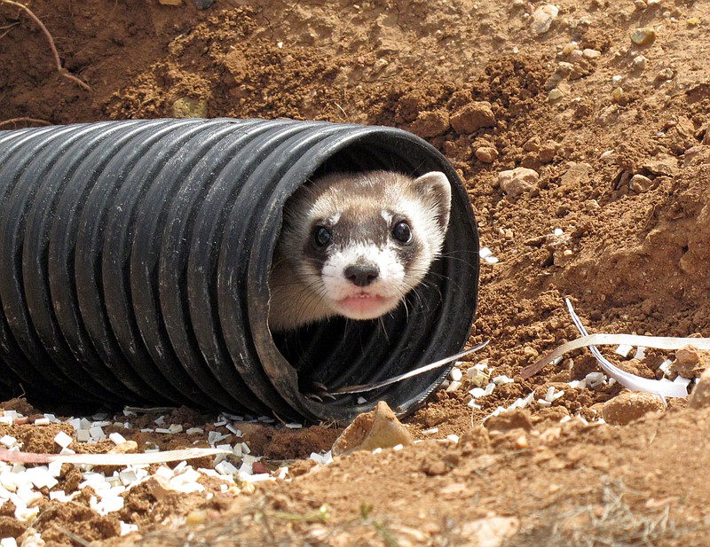 
              FILE - This Oct. 1, 2014, file photo shows a black-footed ferret peeking out of a tube after being brought to a ranch near Williams, Ariz. The endangered weasel is returning to an area of western Wyoming where the critter almost went extinct more than 30 years ago. Biologists plan to release 35 black-footed ferrets Tuesday, July 26, 2016, near Meeteetse, Wyo. Scientists thought the black-footed ferret was extinct until a dog brought a dead one home near Meeteetse in 1981. (AP Photo/Felicia Fonseca, File)
            