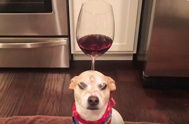 Jenny Eberhart's video of her dog, Ralfi, balancing a glass of wine on his head has caused an international sensation.