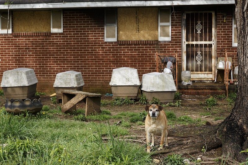 A dog stands in the yard of an abandoned home at 1115 Wilson on Friday, April 1, 2016, in Rossville, Ga. David Roden is leading a group that is working to revitalize Rossville.