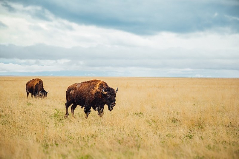 Bison roam at Thunder Basin National Grassland in northeastern Wyoming.