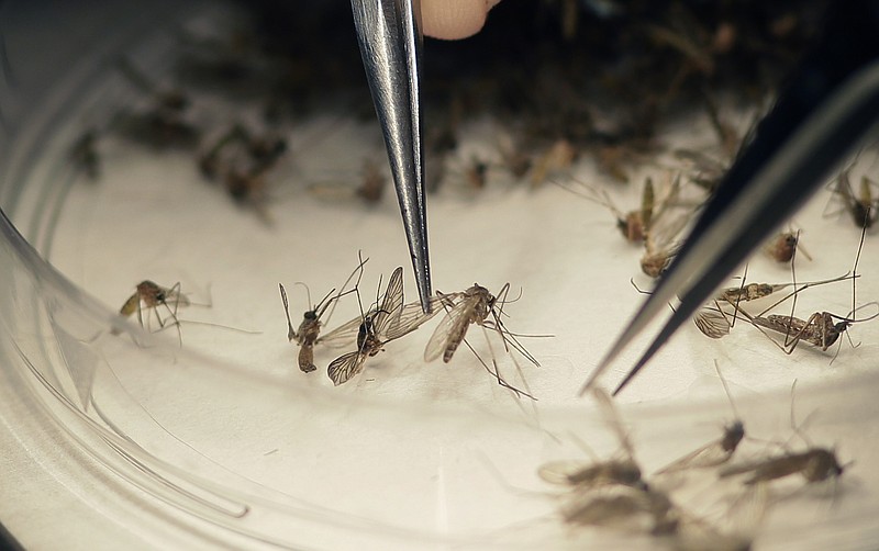 In this Feb. 11, 2016 photo, Dallas County Mosquito Lab microbiologist Spencer Lockwood sorts mosquitos collected in a trap in Hutchins, Texas, that had been set up in Dallas County near the location of a confirmed Zika virus infection.