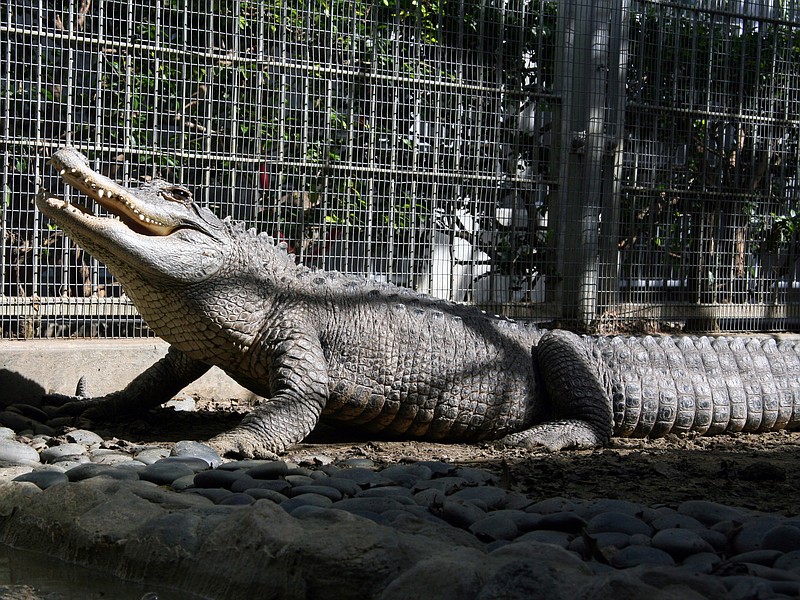 
              This undated photo provided by the Pasadena Humane Society shows Tina, a female alligator who has lived at the Humane Society's shelter for the past 18 years in Pasadena, Calif. Tina will soon have a new home. She's scheduled to move to the Los Angeles Zoo Wednesday, Aug. 10, 2016, where she will join a local celebrity alligator - Reggie. Reggie was illegally raised as a pet and then dumped in Harbor City's Machado Lake in 2005 before he was captured and taken to the zoo two years later. (Pasadena Humane Society/SPCA via AP)
            