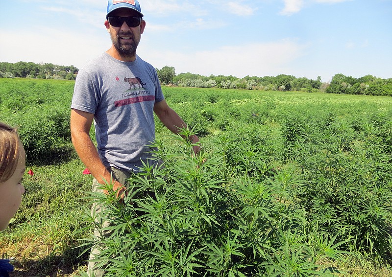 
              In this June 23, 2016, photo, farmer Will Cabaniss stands with his crop on his 20-acre hemp farm in Pueblo, Colo. Three years into the nation's hemp experiment, the crop's hazy market potential is starting to come into focus. Most of it is being pressed for therapeutic oils, not processed into rope or fabric or more traditional products. Authorized for research and experimental growth in the 2014 Farm Bill, hemp is being grown this year on about 6,900 acres nationwide, according to industry tallies based on state reports. (AP Photo/Kristen Wyatt)
            
