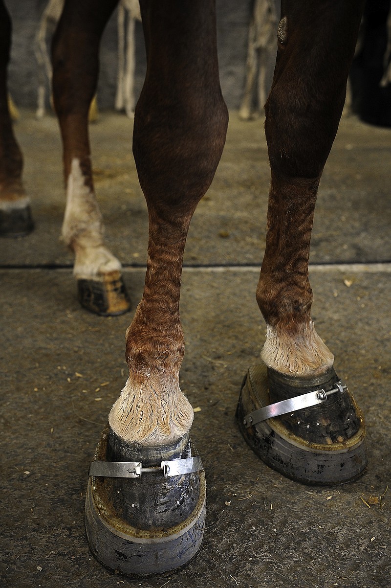 In this May 18, 2012, photo, a walking horse is fitted with a "package," raised shoes that raise the front legs of the horse.