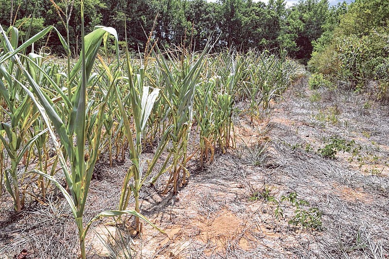 The corn crop on farms in Walker County has been stunted by extreme drought conditions spanning the tri-state area around Chattanooga.