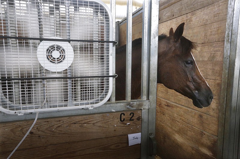 
              FILE - In this July 21, 2016 file photo, Hank, a quarter horse from Paris, Ill., stays close to a fan keeping cool inside a barn at the Illinois State Fair grounds in Springfield, Ill. Ouch. NASA calculates that just Earth broiled to its hottest month in recorded history: last July. Even after the fading of a strong El Nino, which spikes global temperatures on top of man-made climate change, July burst global temperature records no sweat. Well, lots of sweat, actually for anyone who went outside.  (AP Photo/Seth Perlman, File)
            