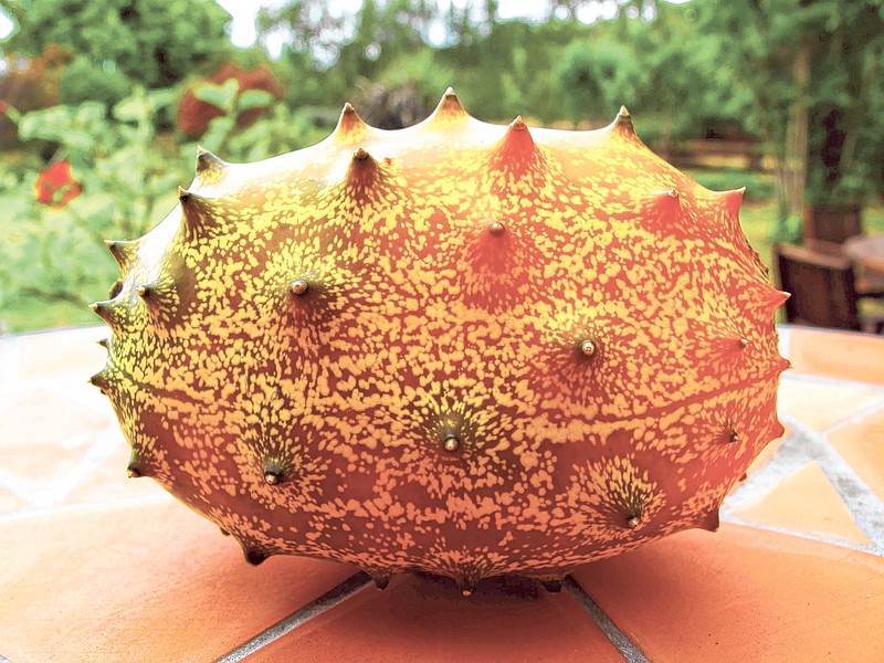 The kiwani melon may look evil — and its thorns should be clipped off before you start working with it — but its flesh is like green Jell-O with a tropical taste and sour bite.
