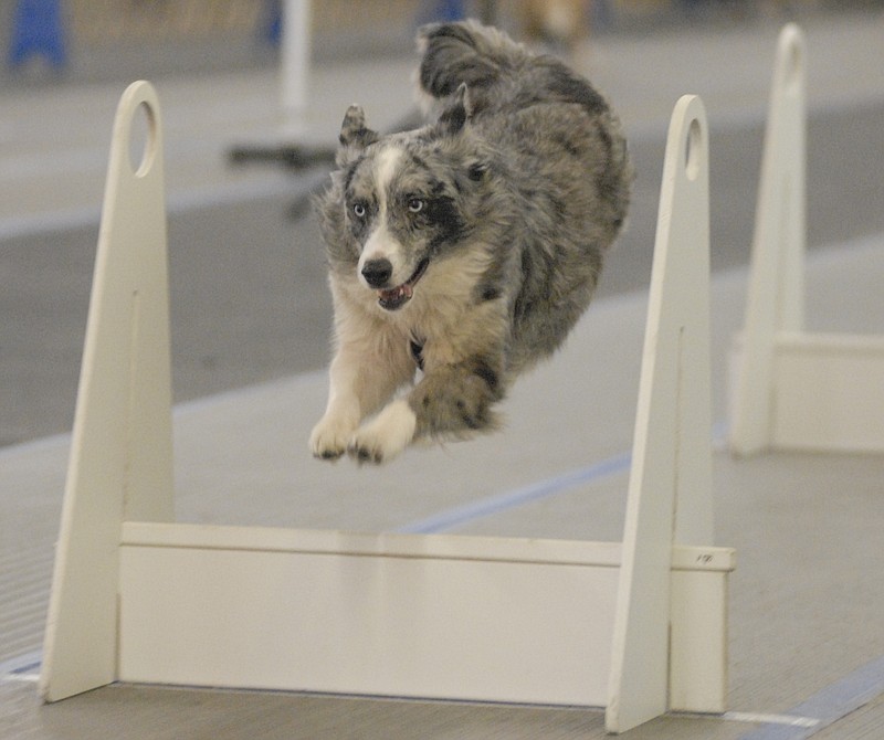 In flyball competition, teams of four dogs run a relay to score the fastest time on a 51-foot course with four hurdles placed 10 feet apart. Each dog on the team must run down the course, clear the jumps, trigger a flyball box to release the ball, retrieve the ball and return back down the course over the jumps to the start line.