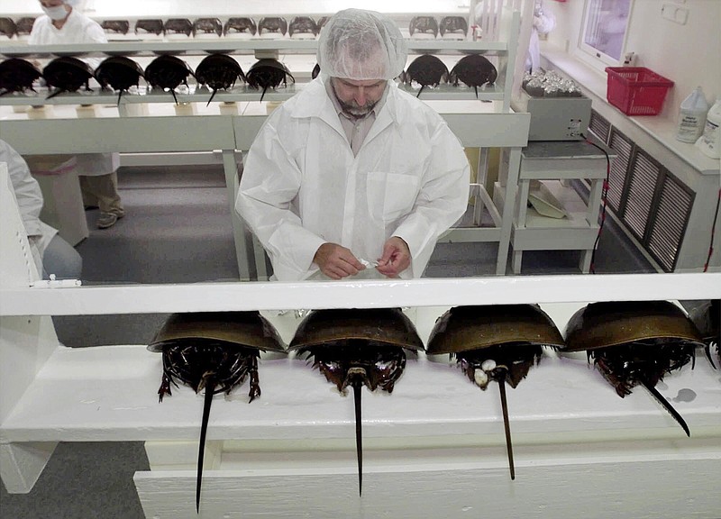 
              FILE - In this Aug. 1, 2000 file photo, technician Tom Bentz prepares a group of horseshoe crabs for bleeding at a lab in Chincoteague Island, Va. Environmental regulators studying the harvesting of horseshoe crabs that are drained of some of their blood for biomedical use say they need to get a firmer handle on how many die as part of the process. The prehistoric-looking crabs typically are taken to labs, are drained of about a third of their blood and then are released alive into the same bodies of water where they were found, a spokeswoman for the commission said on Tuesday, Aug. 16, 2016. (AP Photo/Steve Helber, File)
            