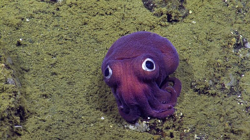 
              This Aug. 10, 2016, image provided by OET/NautilusLive shows a stubby squid on the ocean floor near Channel Islands National Park west of Los Angeles, Calif. The team of scientists that discovered the cephalopod that is closely related to a cuttlefish is part of a four-month Ocean Exploration Trust expedition to map fault zones and understand ecosystems around them. (OET/NautilusLive via AP)
            