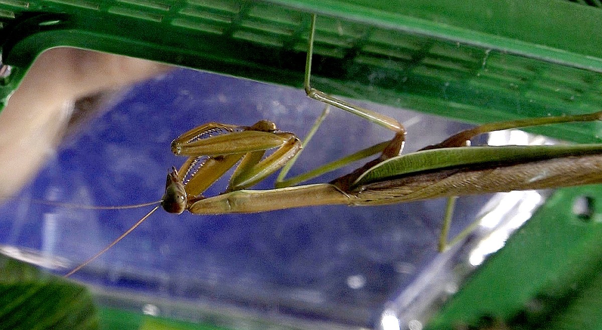 Champ Mantis Royals' secret behind their surge? It's a Rally Mantis | Chattanooga ...