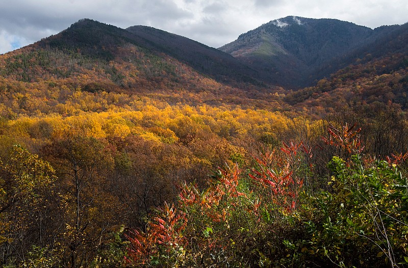 Fall colors descend down ridgelines from a misty Mount LeConte in the Tennessee portion of the Great Smoky Mountains National Park last year.