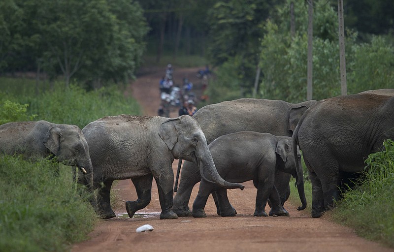 
              In this Thursday, Aug. 18, 2016 photo, a herd of wild elephants cross a dirt road in Pana, southeastern province of Chanthaburi, Thailand. To stop wild elephants rampaging through their crops, farmers are trying a pilot scheme run by the Thai Department of National Parks that is deploys bees as a new line of defense, exploiting elephants' documented fear of bee stings. (AP Photo/Gemunu Amarasinghe)
            