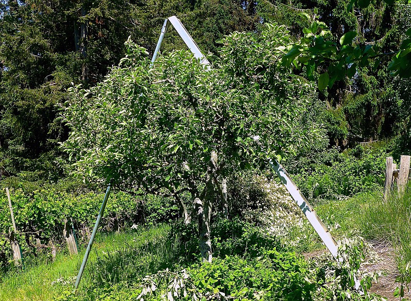 Smaller fruit trees are safer and easier to manage than the standard varieties. Choosing the right rootstock will result in miniature orchards, like these apple trees shown here. But even dwarf trees need to be pruned and trained to keep their fruit closer to the ground. (Dean Fosdick via AP)