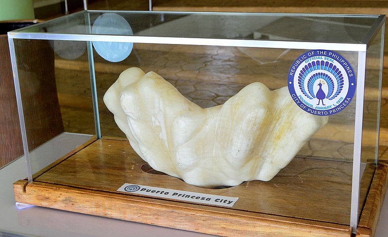 
              In this photo provided by Puerto Princesa Tourism Office, shows a giant pearl measuring 30cm wide (1ft), 67cm long (2.2ft) and weighing 34kg (75lb) is displayed in the lobby of the Puerto Princesa City Hall in Puerto Princesa city, Palawan province in southwestern Philippines Thursday, Aug. 25, 2016. Puerto Princesa Tourism Officer Aileen Amurao said the giant pearl was found by a relative fisherman ten years ago and entrusted to her for safekeeping and eventually to the mayor of the city. The still-to-be-authenticated find is said to be the largest in the world and would likely be valued in excess of US$100 million. (Herald Hugo/PPTO, via AP)
            